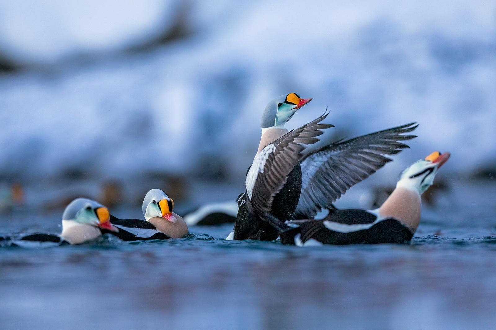 Varanger — Arktiskt fågelliv i Nordeuropas ytterkant