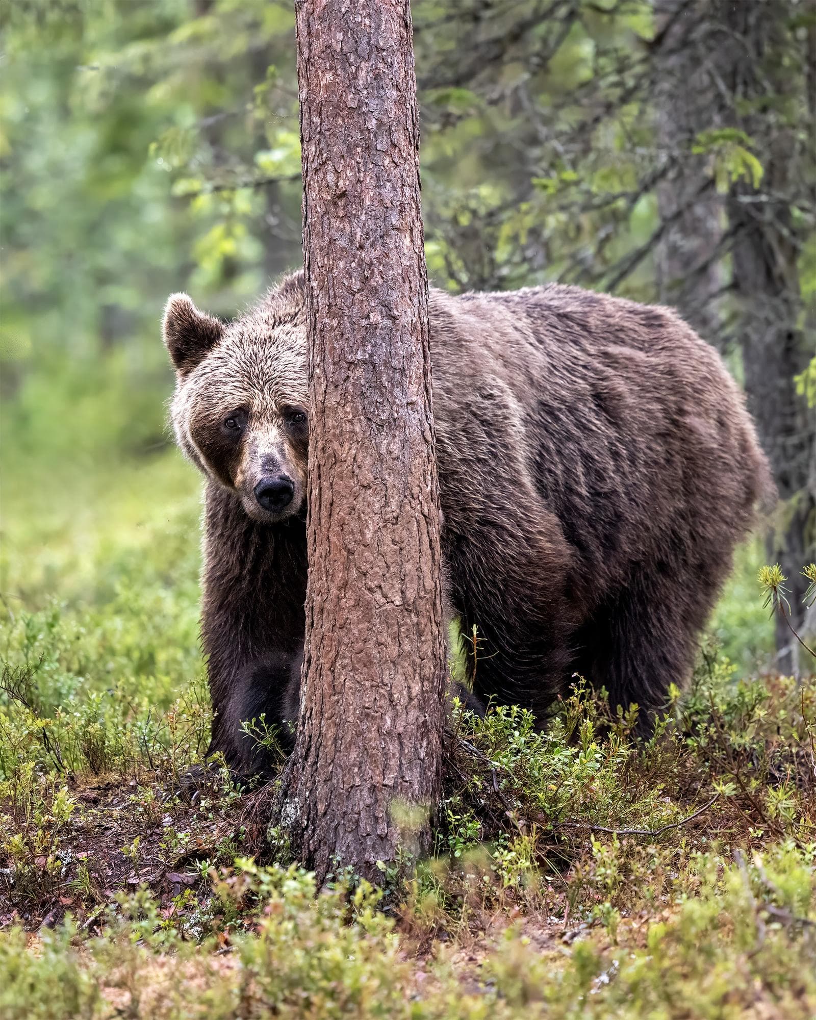 Björnar och vargar i klassiska finländska marker — 14