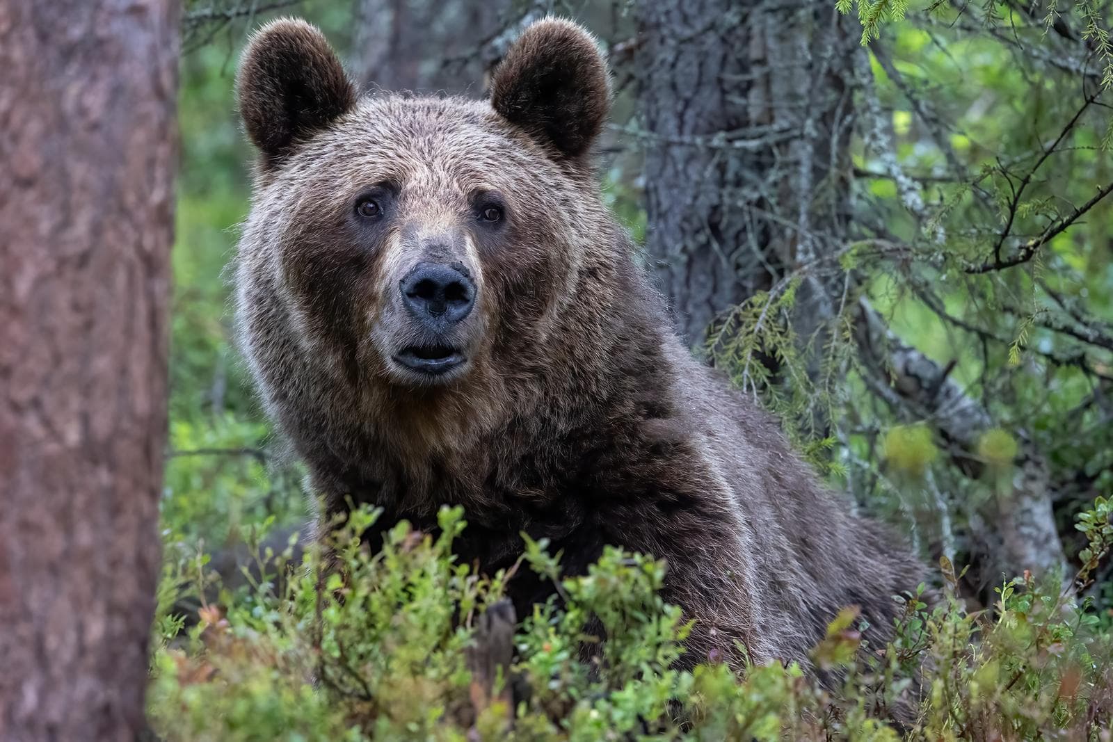 Björnar och vargar i klassiska finländska marker — 12