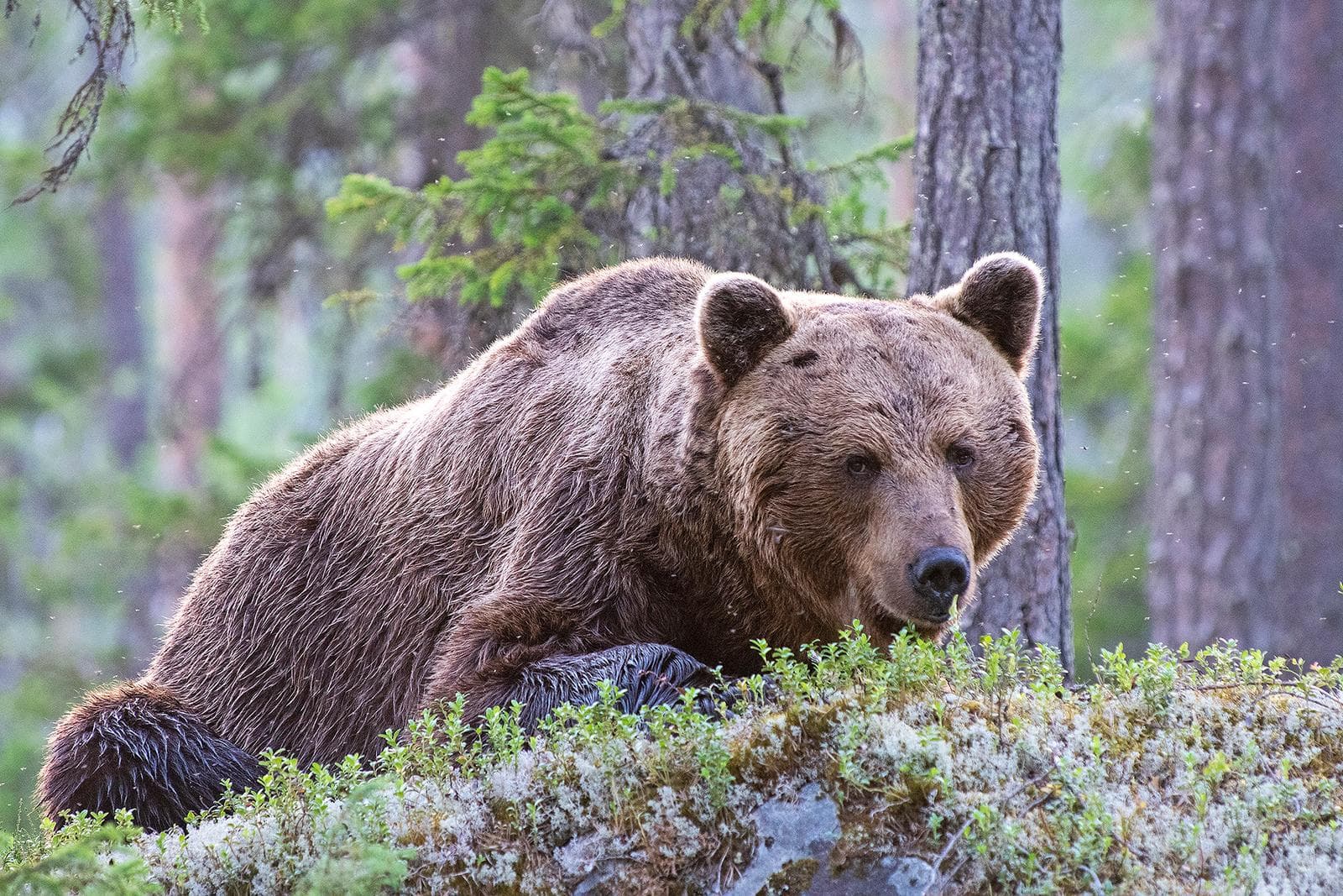 Björnar och vargar i klassiska finländska marker — 20