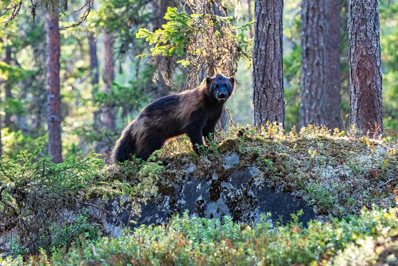 Björnar och vargar i klassiska finländska marker — 21
