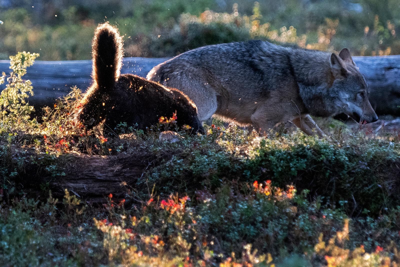 Björnar och vargar i klassiska finländska marker — 22