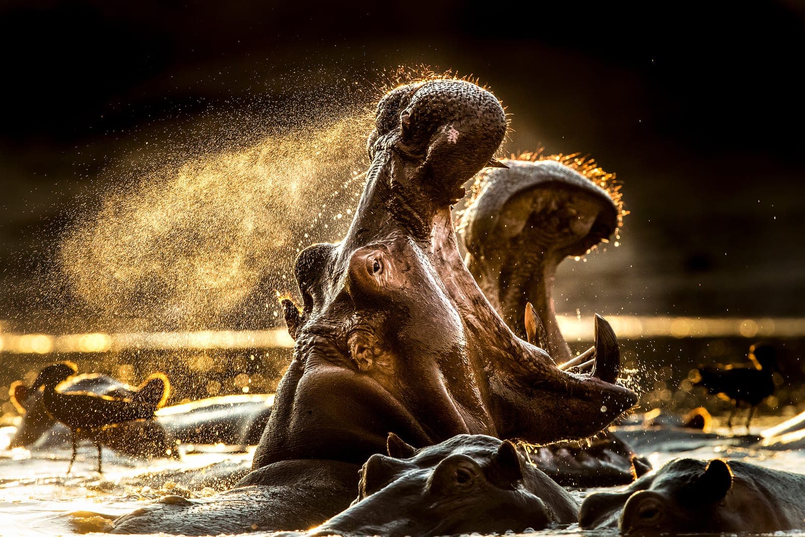 Mana Pools – en unik fotodestination för naturfotografer