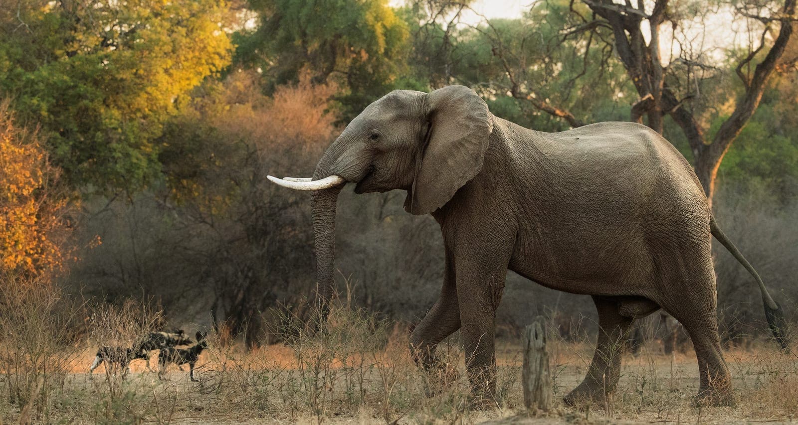 Lower Zambezi 