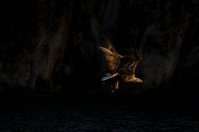 Örnarnas rike — 4