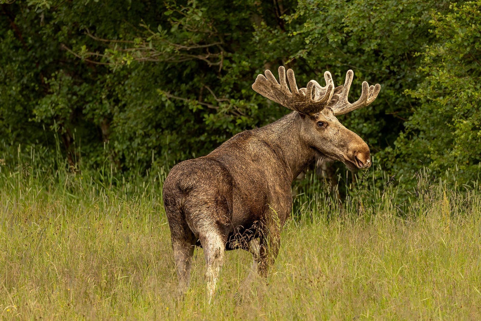 Örnarnas rike — 5