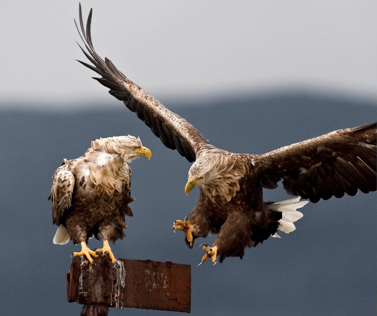 Örnarnas rike — 2