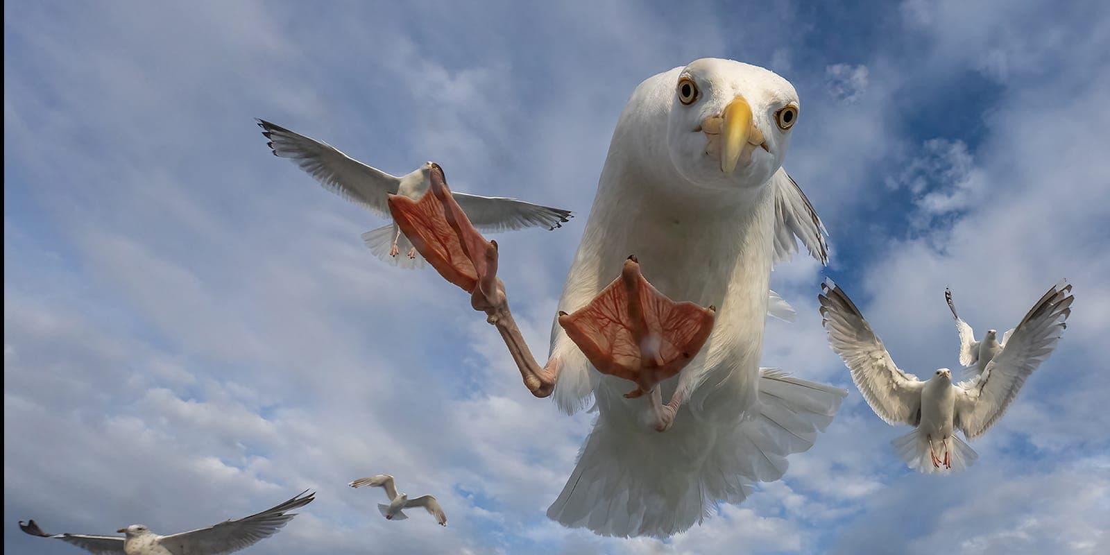 Örnarnas rike — 6