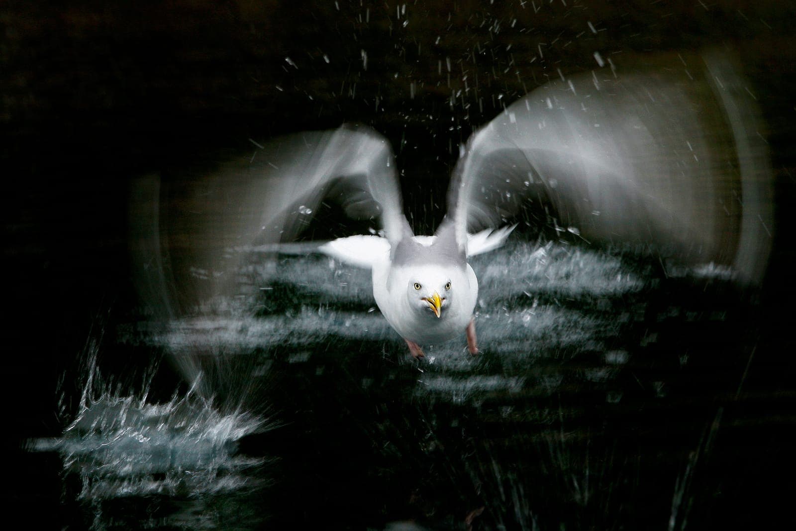 Örnarnas rike — 7