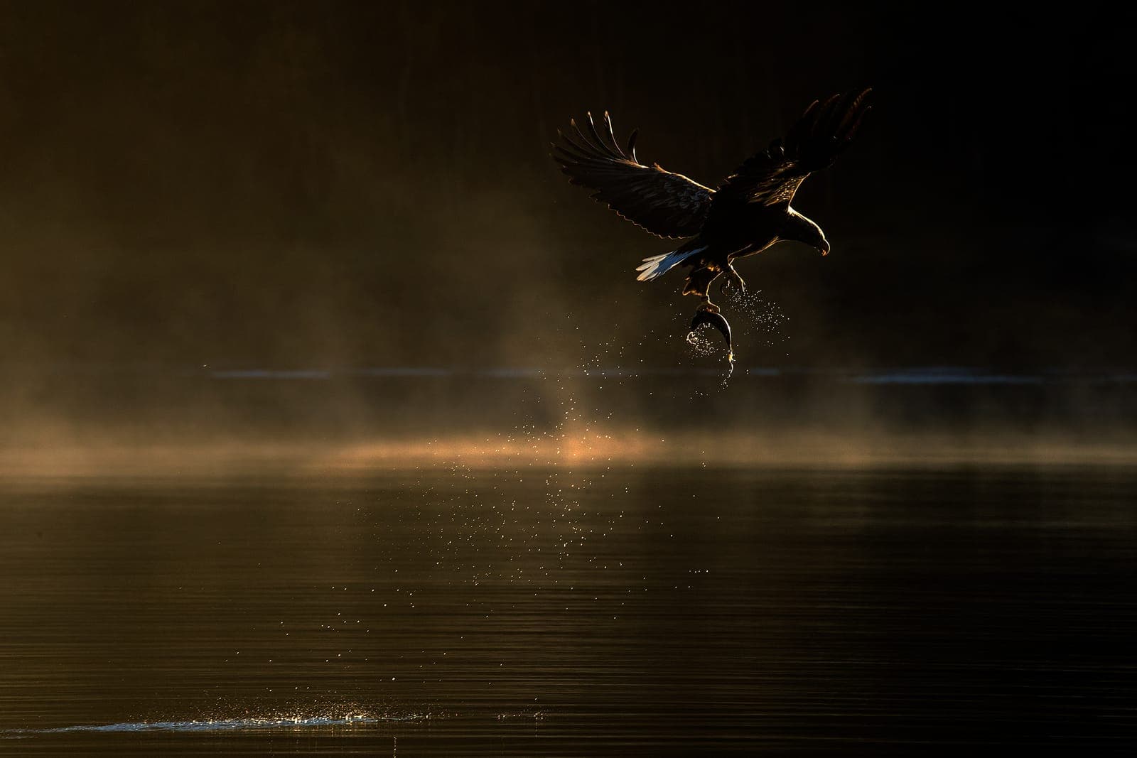 Örnarnas rike — 10