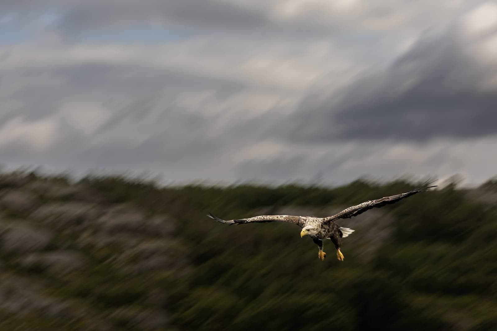 Örnarnas rike — 11