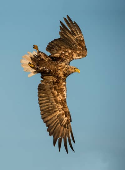 Örnarnas rike — 7