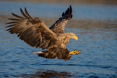 Örnarnas rike — 3