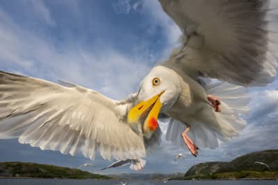 Örnarnas rike — 6