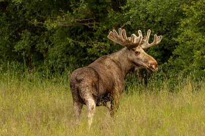 Örnarnas rike — 17