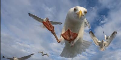 Örnarnas rike — 21