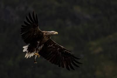 Örnarnas rike — 24