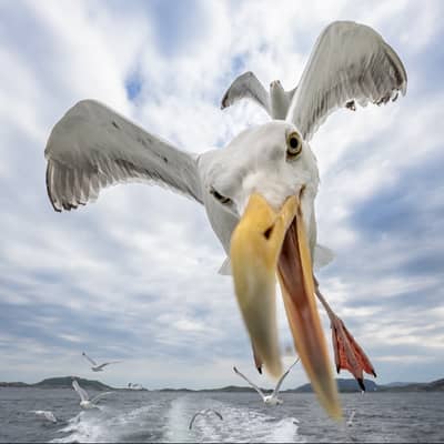 Örnarnas rike — 9