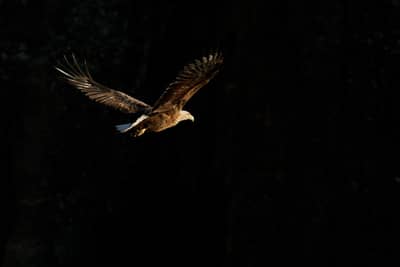 Örnarnas rike — 26