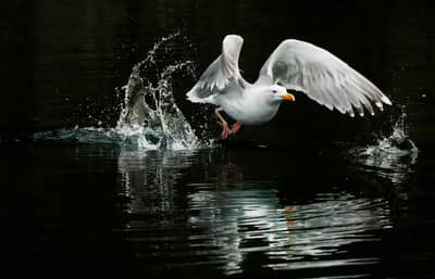 Örnarnas rike — 18