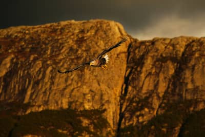 Örnarnas rike — 15