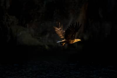 Örnarnas rike — 13