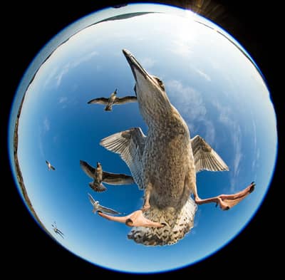 Örnarnas rike — 25