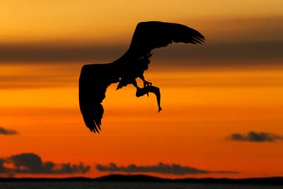 Örnarnas rike — 5