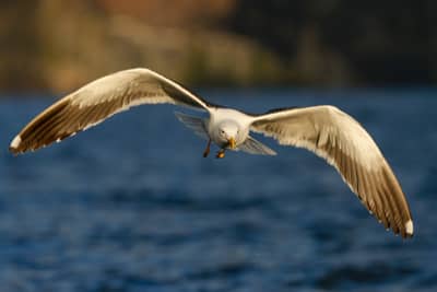 Örnarnas rike — 23