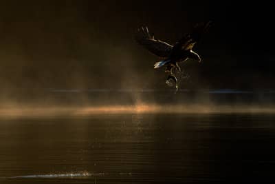 Örnarnas rike — 8