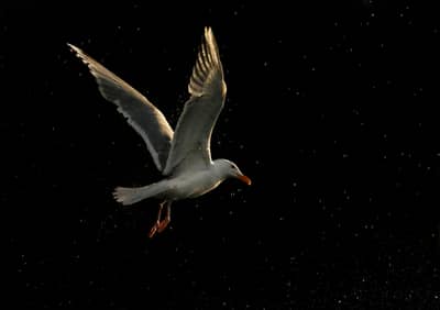 Örnarnas rike — 14