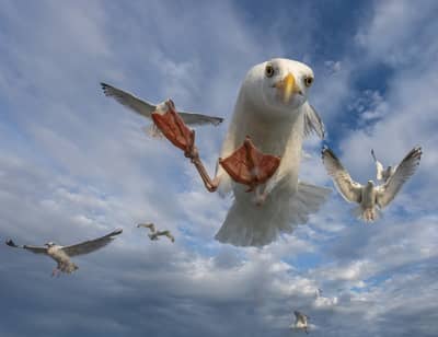 Örnarnas rike — 12