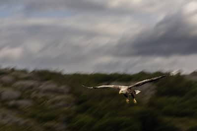 Örnarnas rike — 16