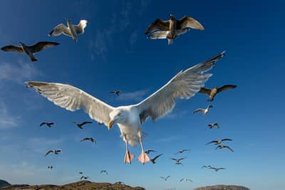 Örnarnas rike — 27