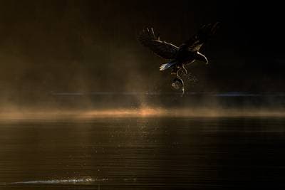 Örnarnas rike höstfärger