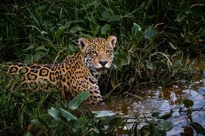 Jaguarer i Pantanal — 1