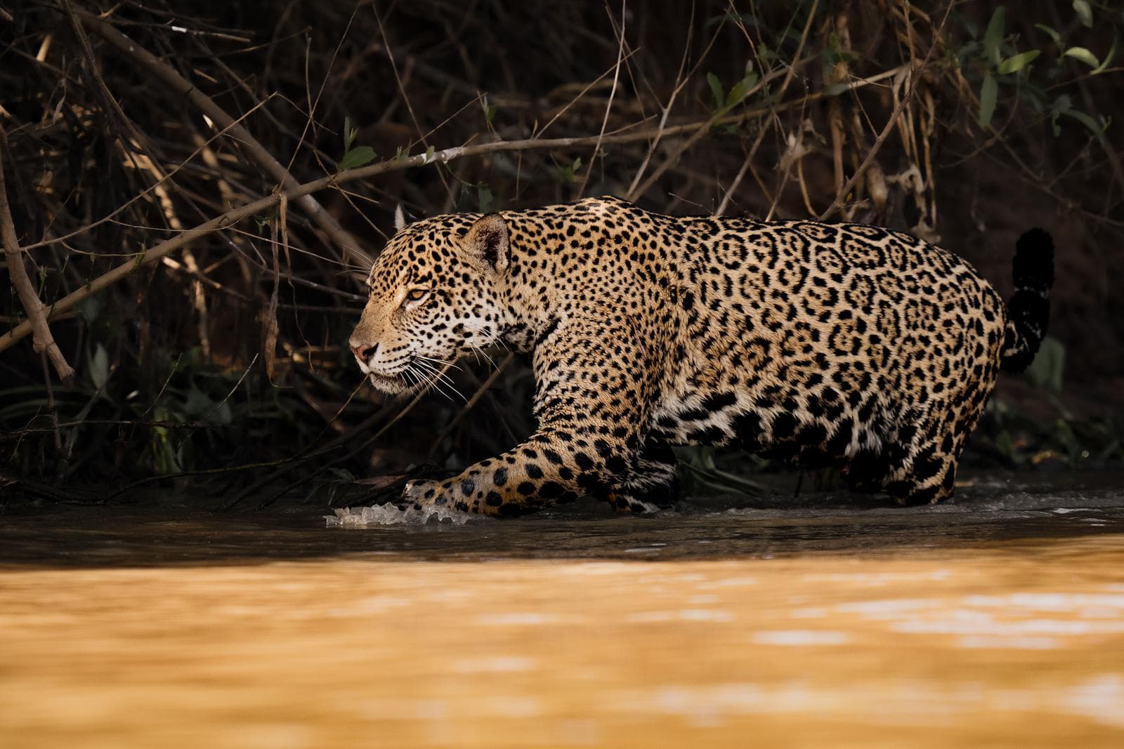 Jaguarer i Pantanal