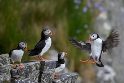 Lunnefåglar på Runde — 6