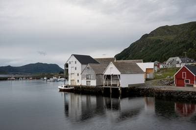 Lunnefåglar på Runde — 22