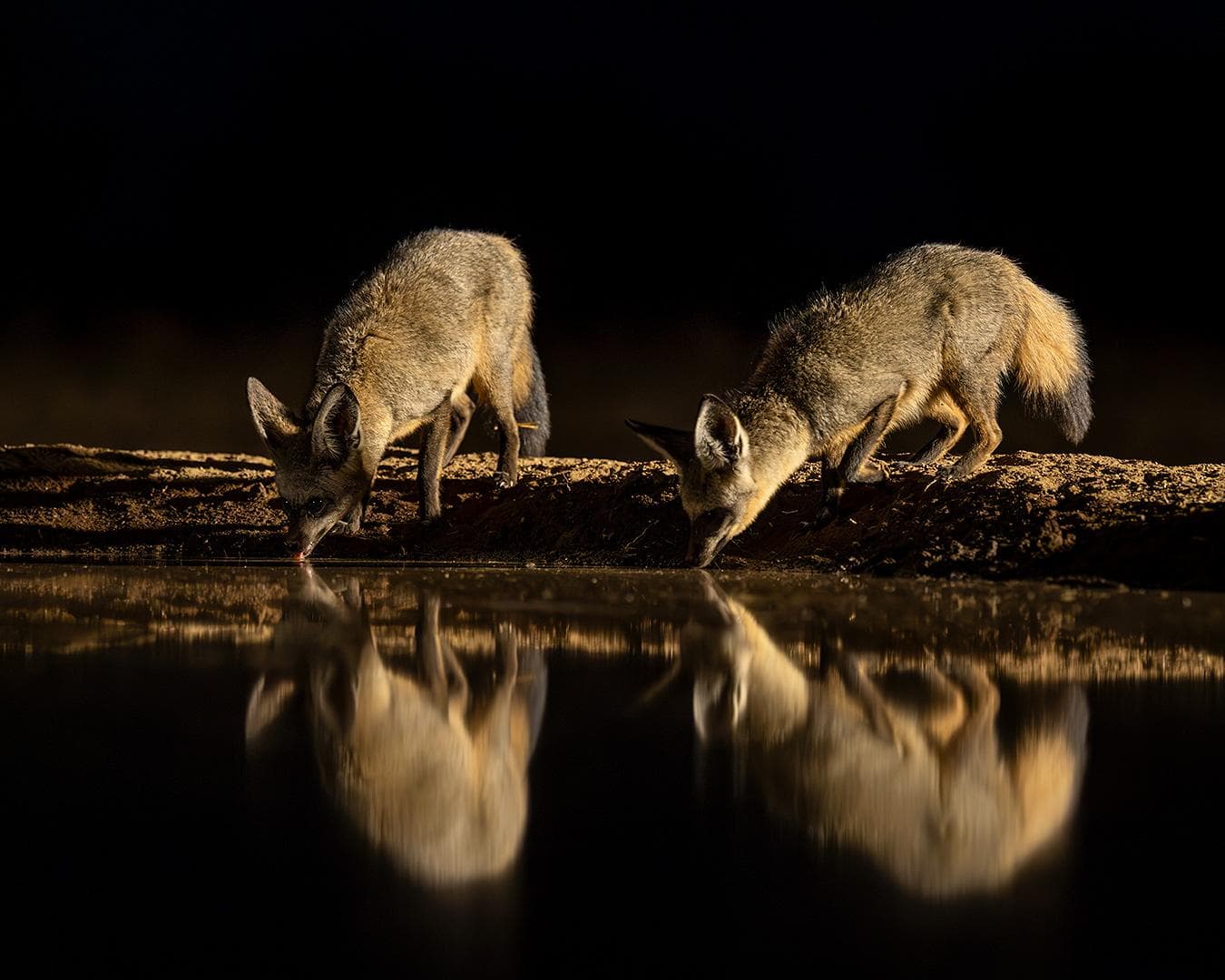 Gömslefotografering i Shompole Wilderness — 7