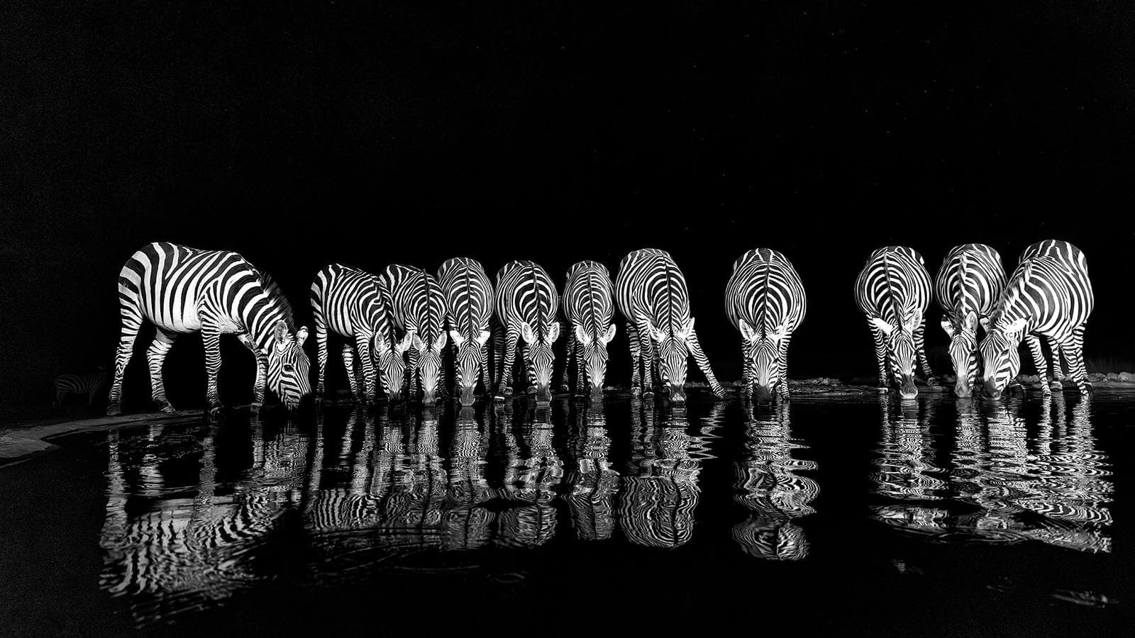 Gömslefotografering i Shompole Wilderness — 8
