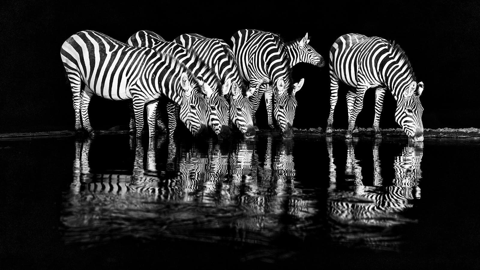 Gömslefotografering i Shompole Wilderness — 10
