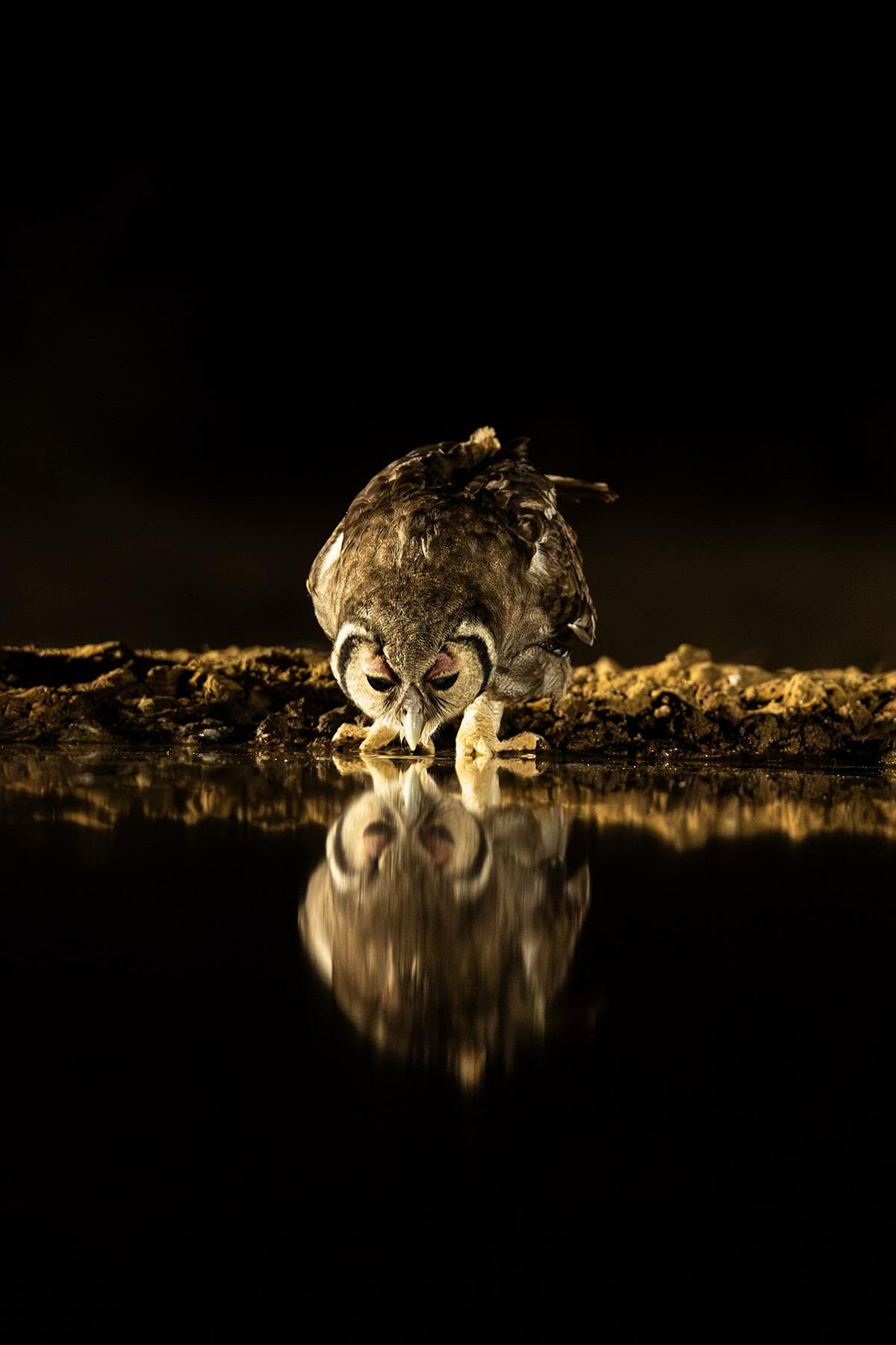 Gömslefotografering i Shompole Wilderness — 11