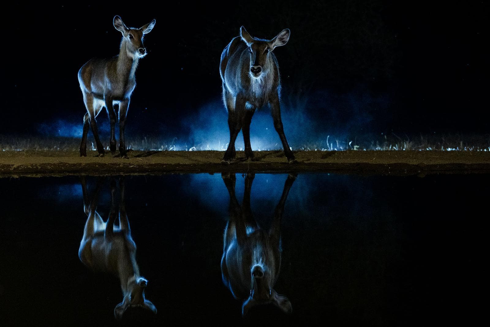 Gömslefotografering i Shompole Wilderness — 21