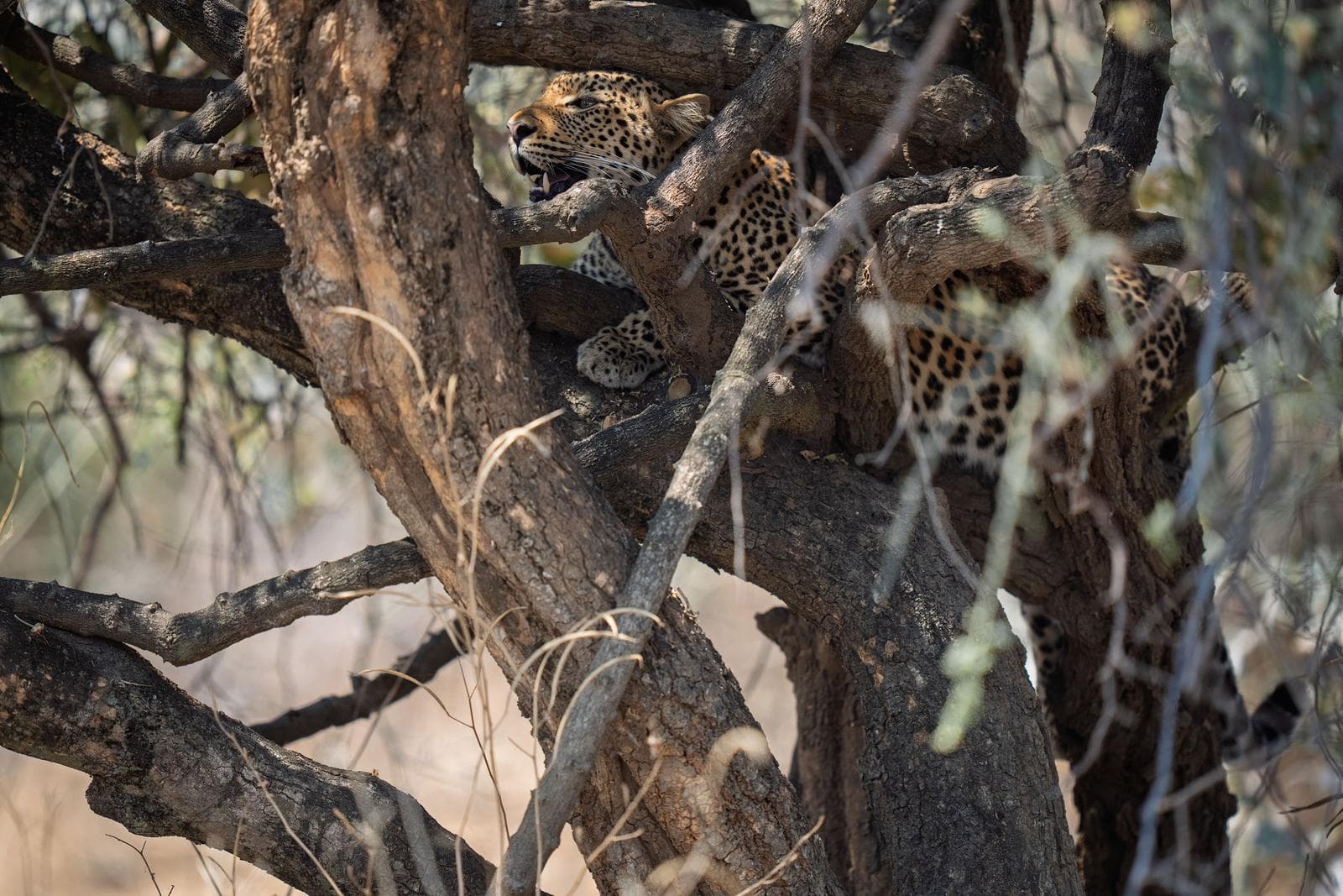 South Luangwa — 23