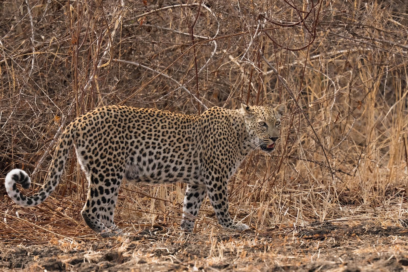 South Luangwa — 28
