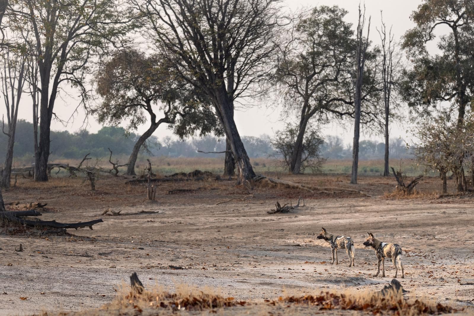South Luangwa — 30