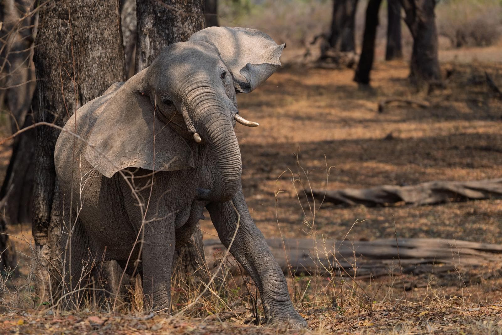 South Luangwa — 49