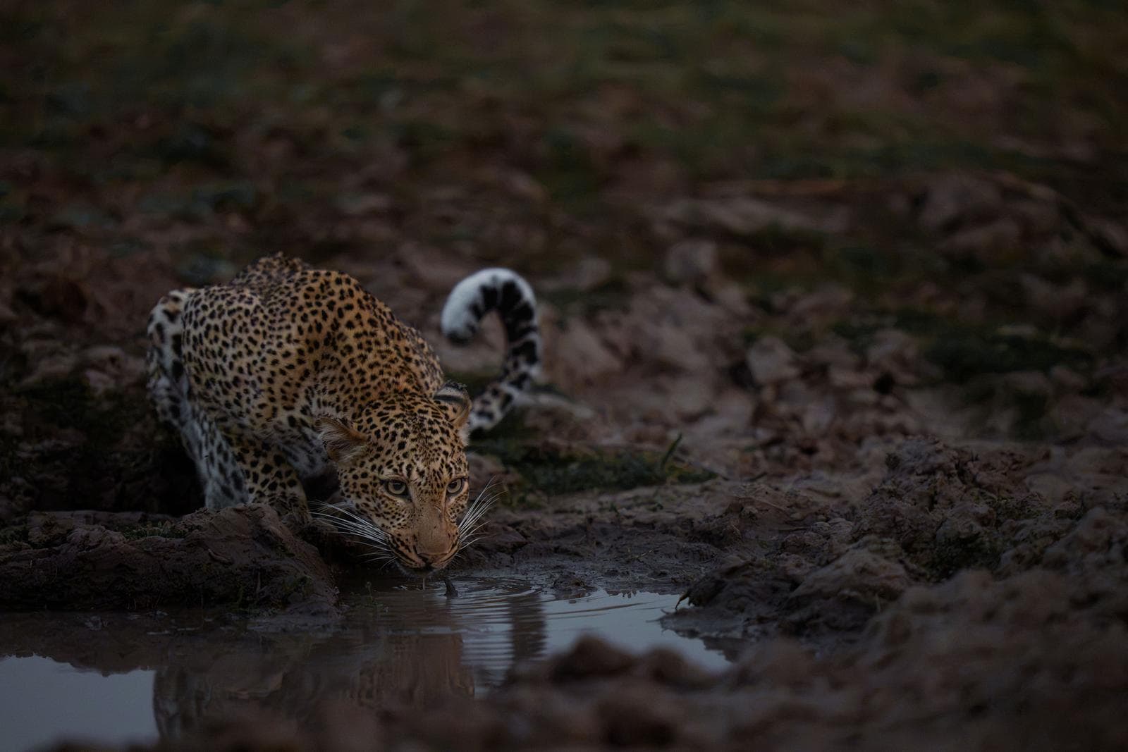 South Luangwa — 10