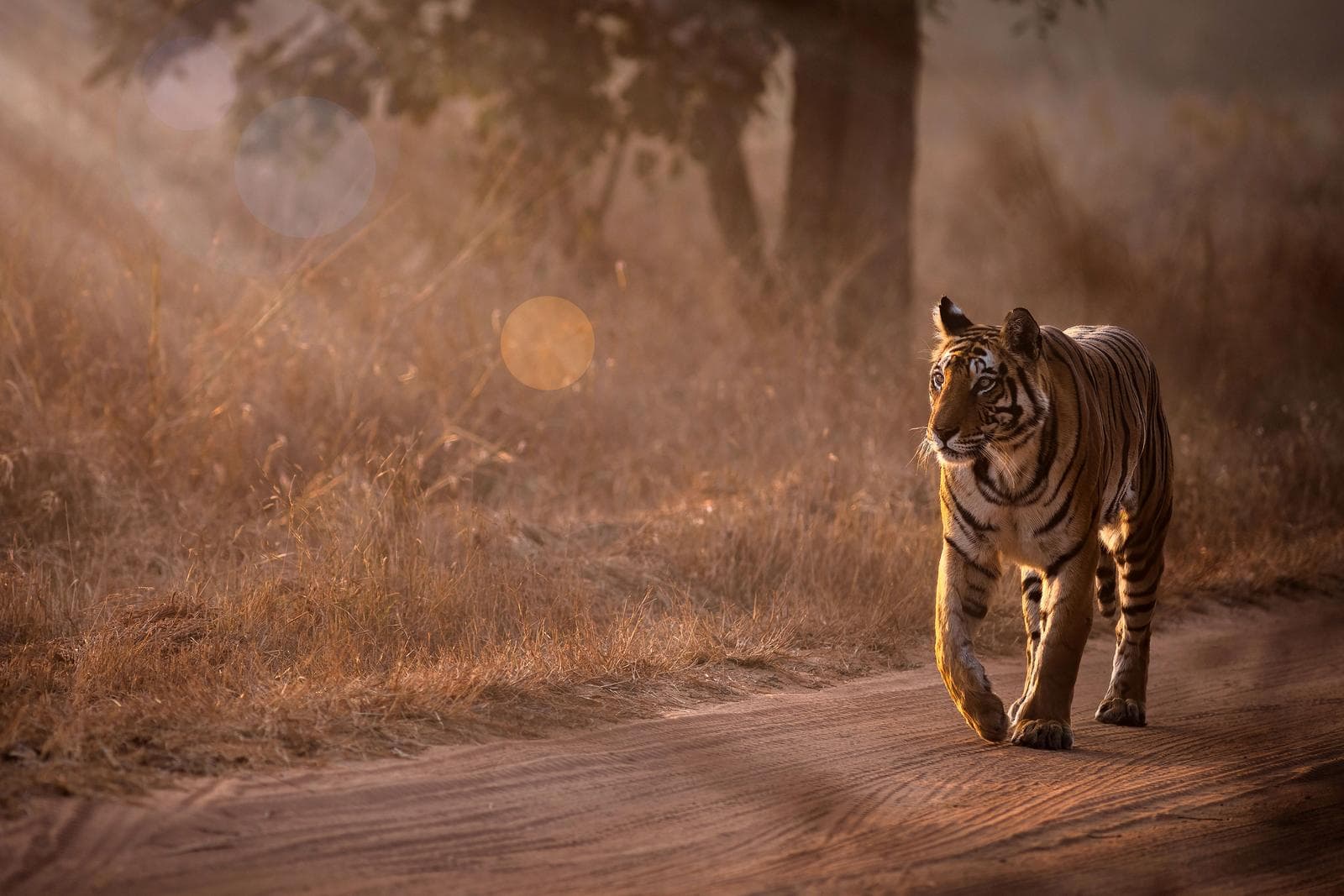 Tigerns rike – Bandhavgarh